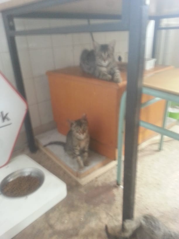 Sadece bebeklerimizden bazıları ♥️Henüz mama alabilecek kadar bağış toplayamadık lütfen siz de az çok demeden bağış yapın, yapamıyorsanız paylaşın ♥️♥️🐾