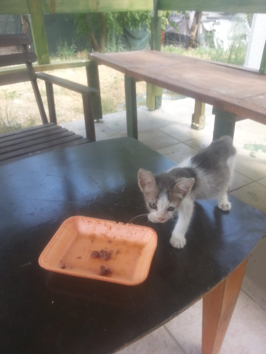 iucpatileri's tweet photo. Sadece bebeklerimizden bazıları ♥️Henüz mama alabilecek kadar bağış toplayamadık lütfen siz de az çok demeden bağış yapın, yapamıyorsanız paylaşın ♥️♥️🐾 https://t.co/s8yihluqSe