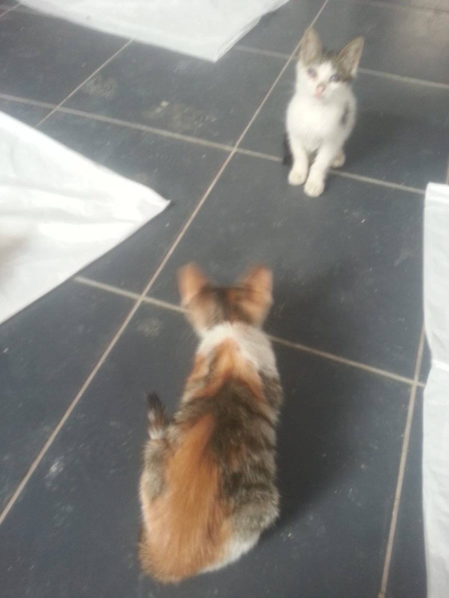 iucpatileri's tweet photo. Sadece bebeklerimizden bazıları ♥️Henüz mama alabilecek kadar bağış toplayamadık lütfen siz de az çok demeden bağış yapın, yapamıyorsanız paylaşın ♥️♥️🐾 https://t.co/s8yihluqSe