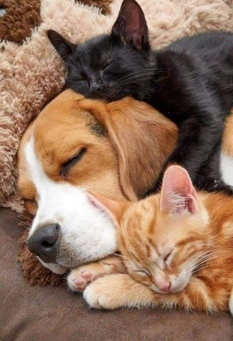 AlexandraHemmin's tweet photo. Shhhhhhhhhhhhhhhhhhhh...You are about to enter ~~~~~~~~~~ The Sleep Zone~~~~~~~~~ https://t.co/09LLx54fB6