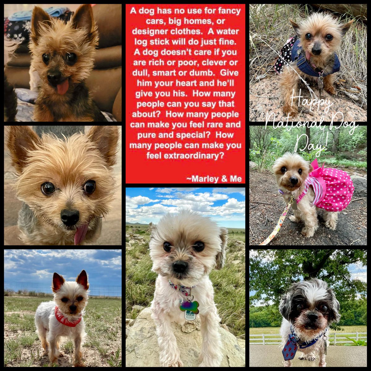 Happy International Dog Day 🐾 These faces are everything! #InternationalDogDay #RescueDog #furryfriends #BFF #AdoptDontShop #SaturdayVibes #DogsofTwitter #LoveWins #ColoradoSprings nmdr.org