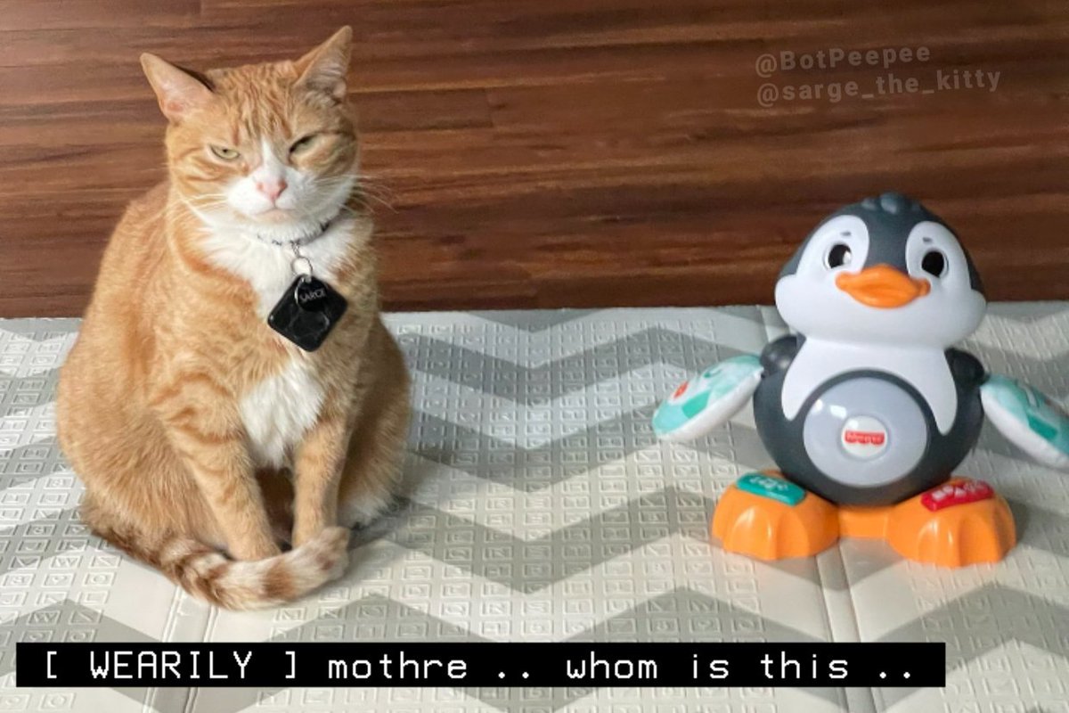 kitty captions! 🧡 tweet media