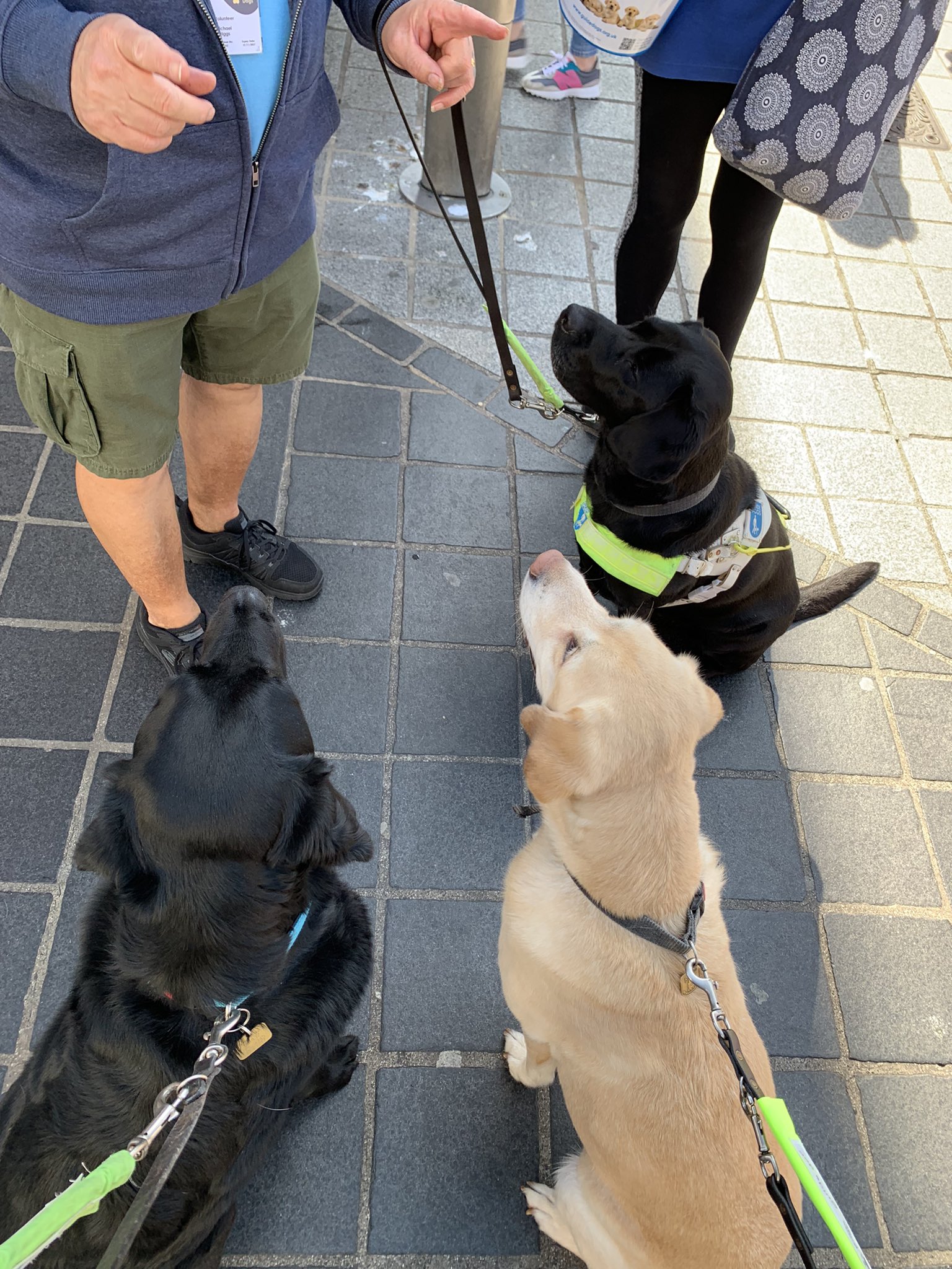 Why Do Guide Dogs Walk On The Left