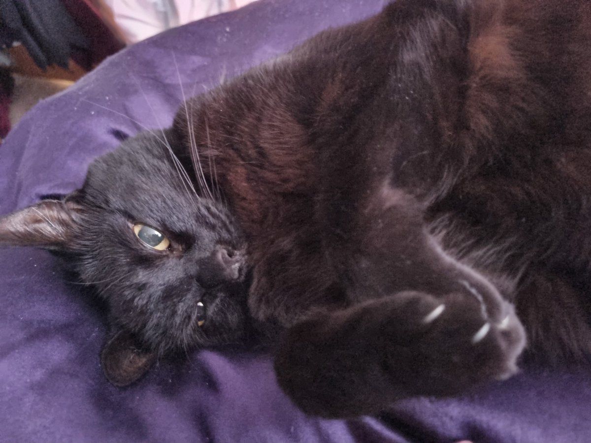 Shadowthecat22's tweet photo. Happy caturday everyone.  Just having a chilled weekend.  Say hi or meow.  Love some new followers.   #Caturday #CatsofTwittter #blackcats https://t.co/DeV95XsdZw
