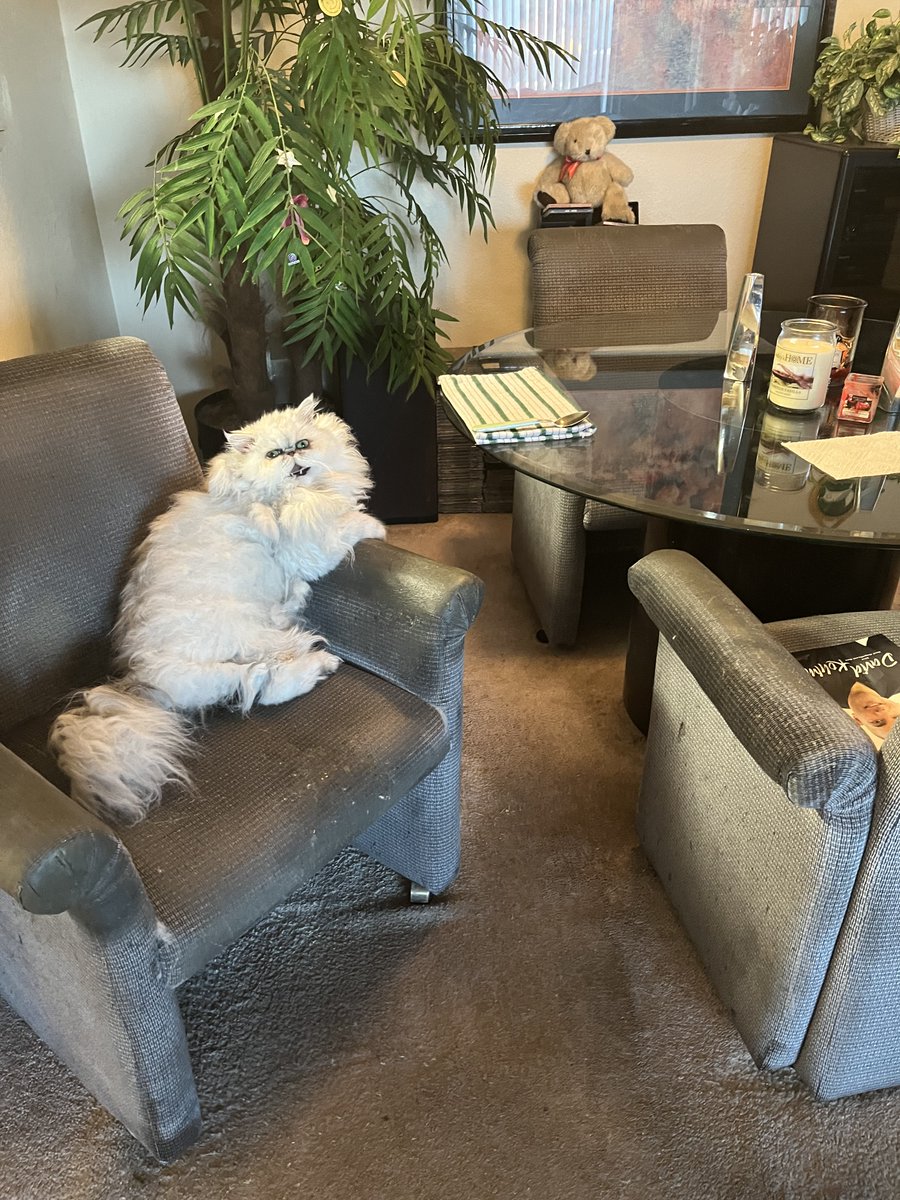 celebspkrs4u's tweet photo. :
For my Cat Fans in the TwitterVerse SnowMan my Pedigree Persian. Born in Switzerland. #cats #catscratch #catnip #catsofinstagram #CatsOfTwitter #CatsLover #catstagram #catsonfacebook #catsonlinkedin #catsinvegas #persiancats #meow #kittens #kitties #purrfect #catskiss #catshug https://t.co/0nHJffV5ZX