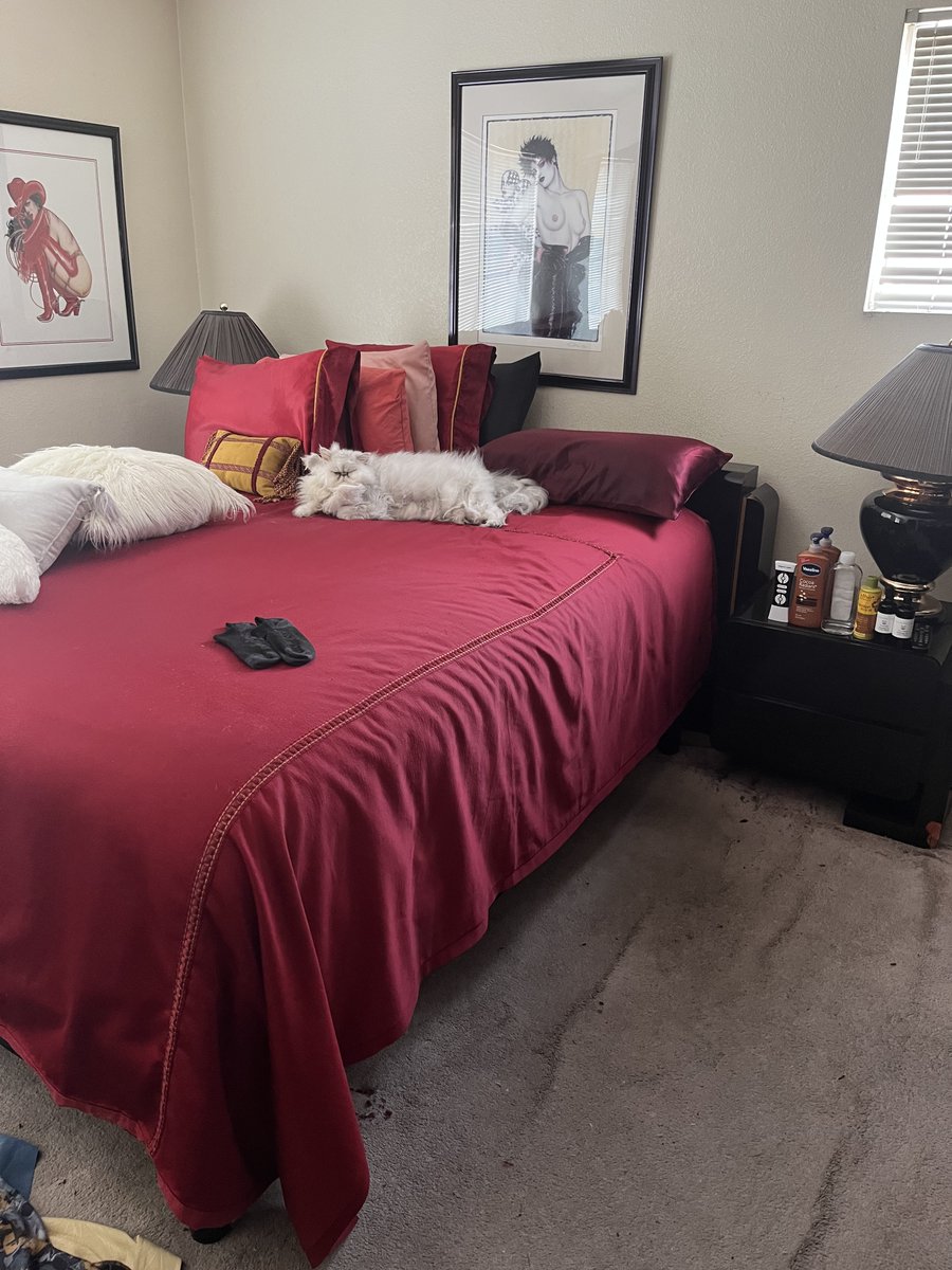 celebspkrs4u's tweet photo. :
For my Cat Fans in the TwitterVerse SnowMan my Pedigree Persian. Born in Switzerland. #cats #catscratch #catnip #catsofinstagram #CatsOfTwitter #CatsLover #catstagram #catsonfacebook #catsonlinkedin #catsinvegas #persiancats #meow #kittens #kitties #purrfect #catskiss #catshug https://t.co/R1QIzUudEq