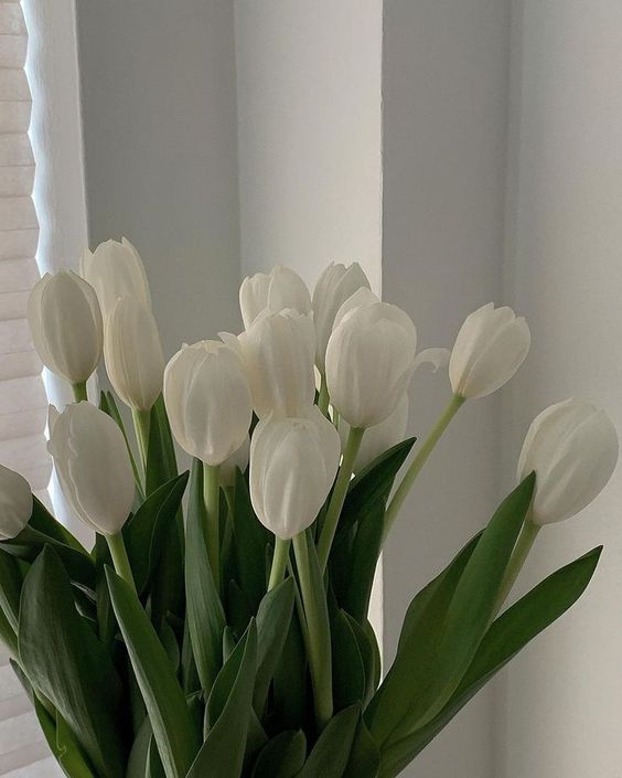 forsomnia's tweet photo. ~ you’ve got a delivery: cookies and te + tulips

to: @elephant_27

from: anon
💌: "HAPPY BIRTHDAY BESTIEEEE I LOVE YOU HAVE AN AMAZING DAY ❤️❤️" https://t.co/k0nGSzczn5