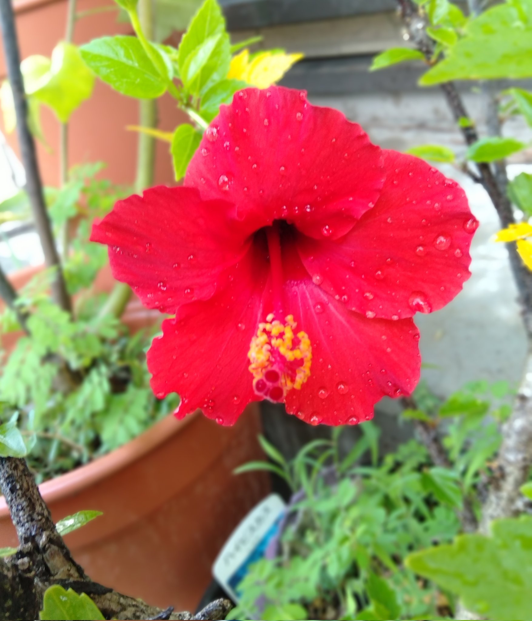 めしべ Twitter Search Twitter