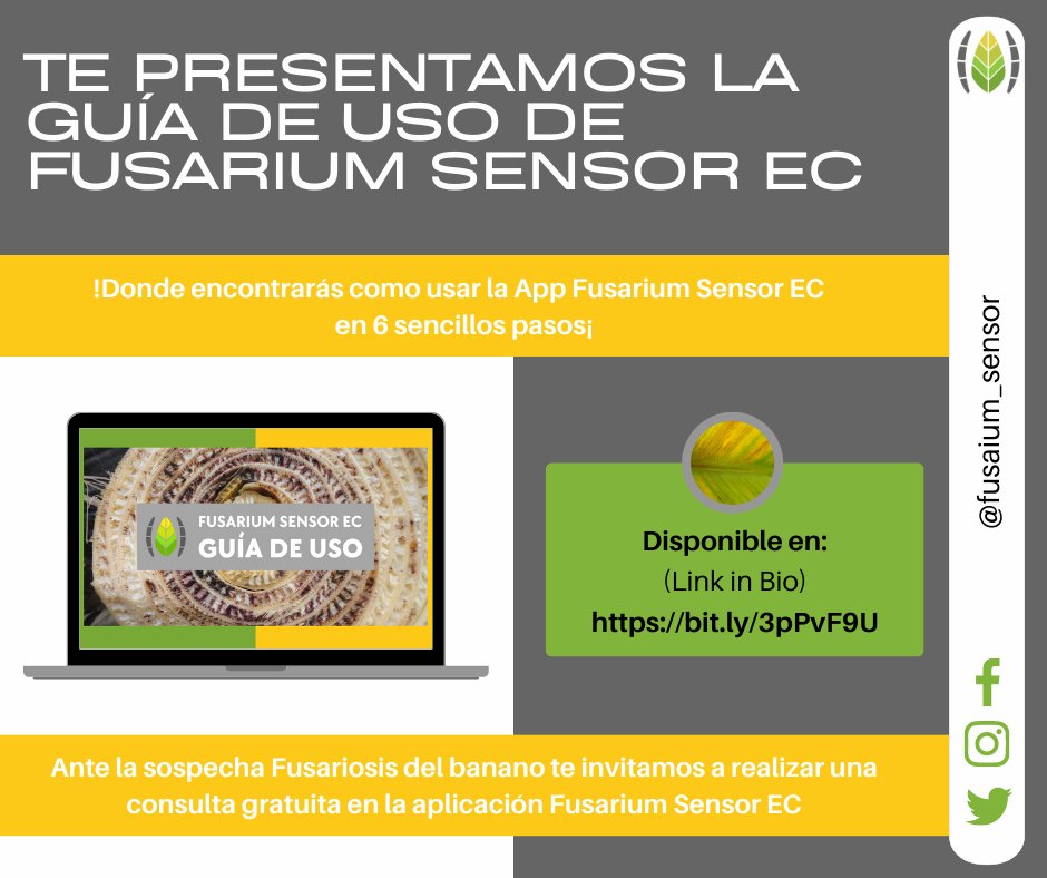 Fusarium Sensor EC (@fusarium_sensor) on Twitter photo Conoce nuestra GUÍA DE USO de la App Fusarium Sensor EC, completamente gratis, disponible bit.ly/3pPvF9U
Descarga la App en:
Google Play: bit.ly/3BT5yUL
App Store: apple.co/3sn2hdc
<a href="/cibe_espol/">CIBE_ESPOL</a>  <a href="/AgrocalidadEC/">Agrocalidad</a> 
<a href="/espol/">ESPOL</a> 
#fusariumsensorec #ecuadorsinfocr4t Conoce nuestra GUÍA DE USO de la App Fusarium Sensor EC, completamente gratis, disponible bit.ly/3pPvF9U
Descarga la App en:
Google Play: bit.ly/3BT5yUL
App Store: apple.co/3sn2hdc
<a href="/cibe_espol/">CIBE_ESPOL</a>  <a href="/AgrocalidadEC/">Agrocalidad</a> 
<a href="/espol/">ESPOL</a> 
#fusariumsensorec #ecuadorsinfocr4t