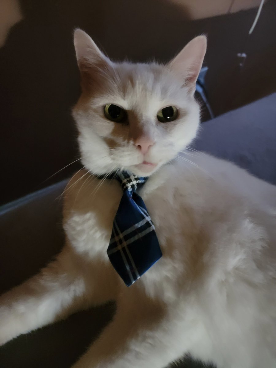 apeykins's tweet photo. Cosmo Kitty will see you now
#CatsofTwittter #kittycat #whitecat #businesscat #seniorcat #CosmoKitty #mybaby https://t.co/RmFBn7Z8rd