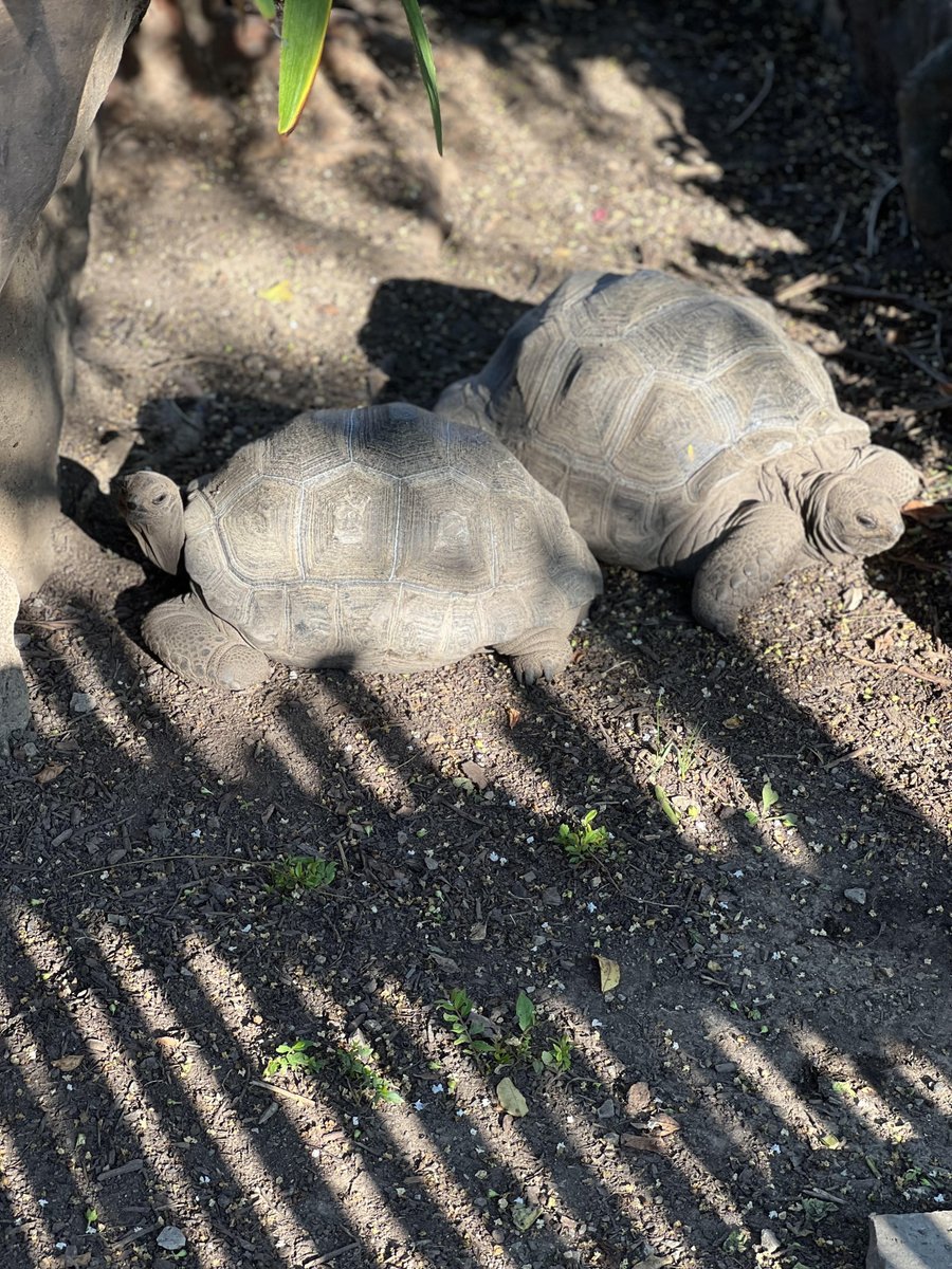 Our Aldabra Giant Tortoises here to celebrate #TortoiseTuesday! These gentle giants can be found on islands in the Indian Ocean. They can live up to 150 years! Don't miss our creep of Aldabra Giant Tortoises as you enter the zoo 🐢