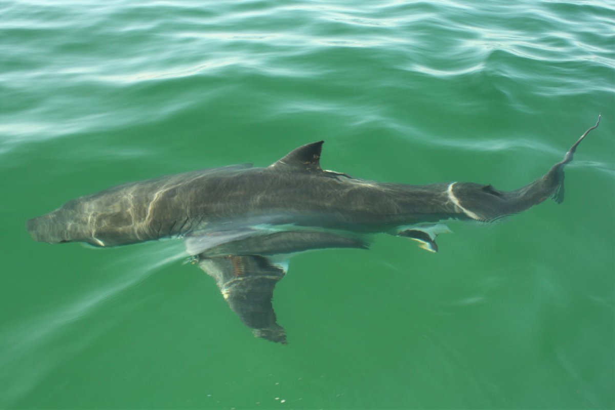 Lots of sharks out there! Check out our website (link in bio) for our Shark Alley tours. We offer both private and individually ticketed trips! Thanks for the pic Captain Vic. downcapeboating.com/cape-cod-chart… #whiteshark #shark #sharktourscapecod #sharktours #bigfish #fishingcapecod