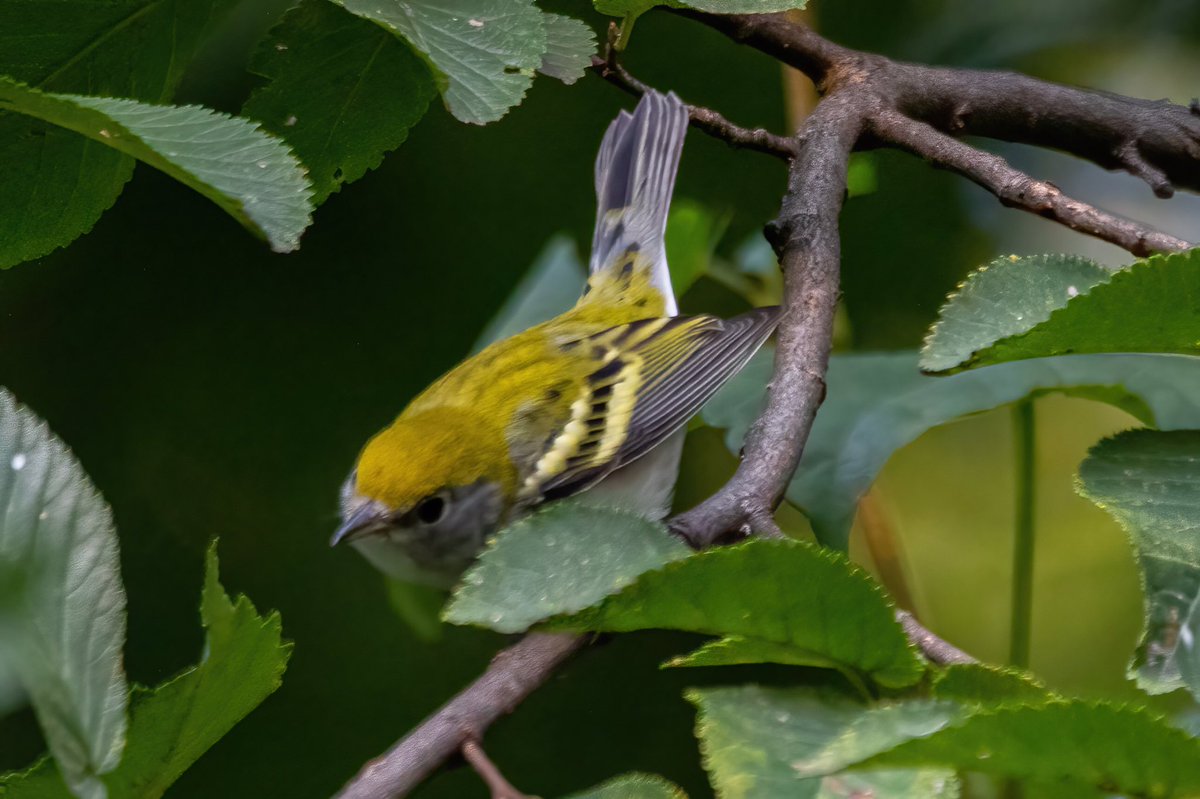 mitoGFP's tweet photo. Chestnut-sided warbler in fall and spring. Both observed with @BirdingBobNYC #birdcpp #BirdsSeenIn2022 #birdwatching #birding #BirdTwitter #urbanbirding #fallmigration @inaturalist #BirdsofNYC #fallmigrants #springmigrants #warbler #chestnutsidedwarbler https://t.co/MFPX83zY0F