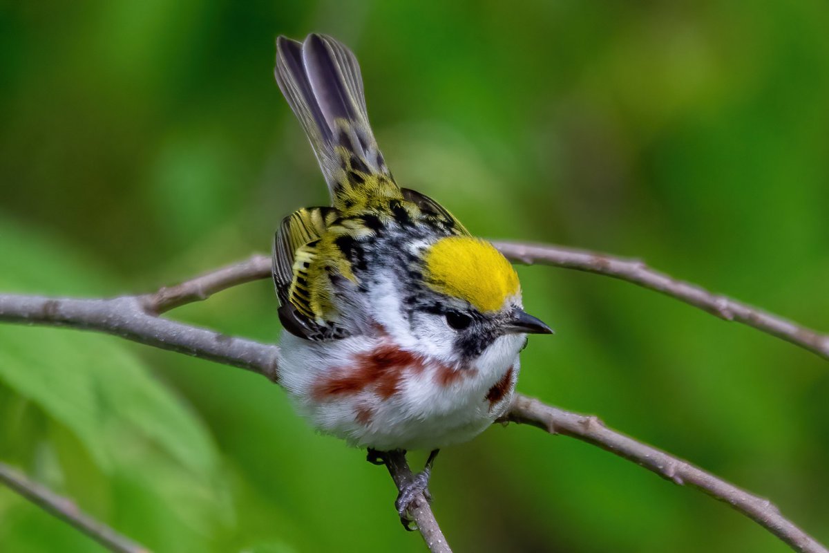 mitoGFP's tweet photo. Chestnut-sided warbler in fall and spring. Both observed with @BirdingBobNYC #birdcpp #BirdsSeenIn2022 #birdwatching #birding #BirdTwitter #urbanbirding #fallmigration @inaturalist #BirdsofNYC #fallmigrants #springmigrants #warbler #chestnutsidedwarbler https://t.co/MFPX83zY0F