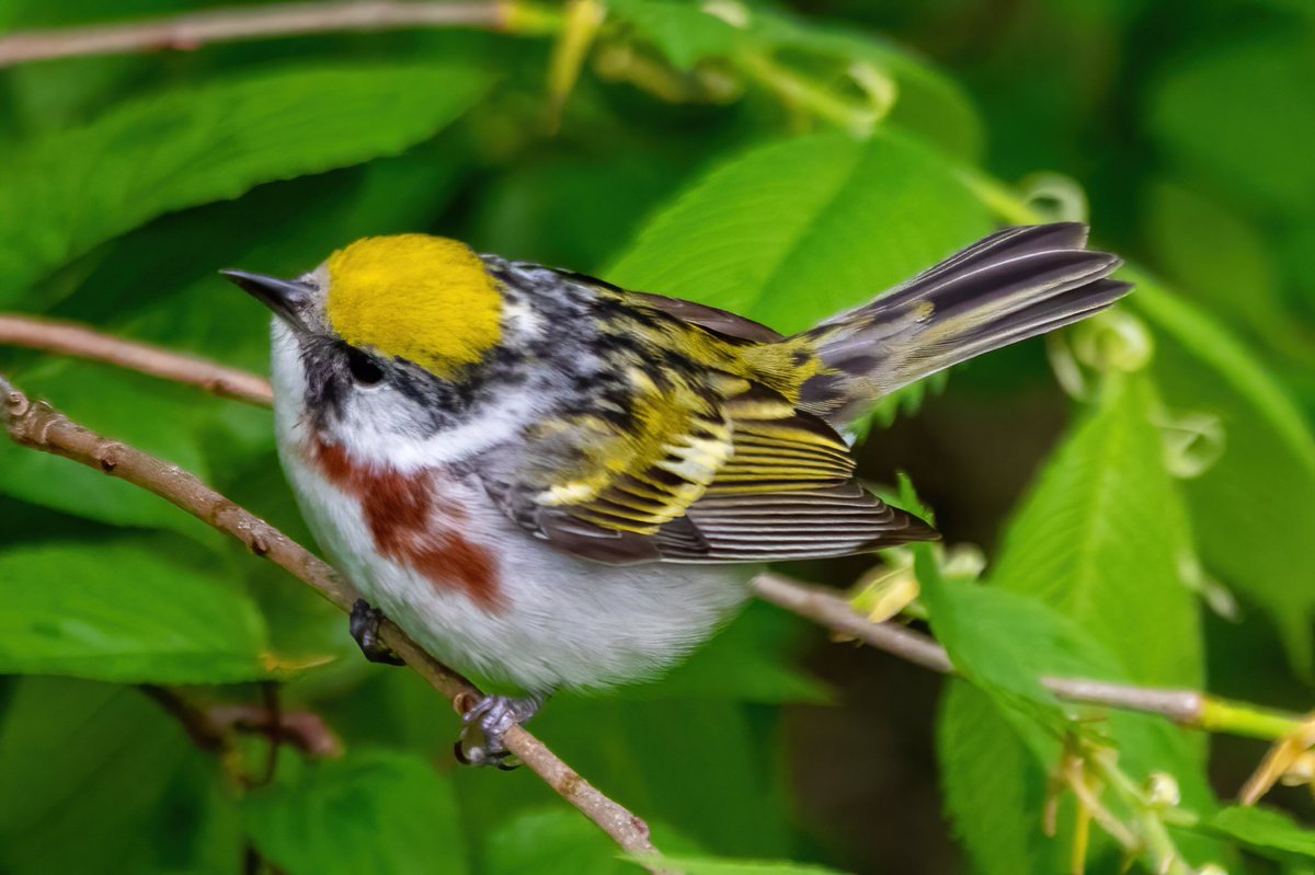 mitoGFP's tweet photo. Chestnut-sided warbler in fall and spring. Both observed with @BirdingBobNYC #birdcpp #BirdsSeenIn2022 #birdwatching #birding #BirdTwitter #urbanbirding #fallmigration @inaturalist #BirdsofNYC #fallmigrants #springmigrants #warbler #chestnutsidedwarbler https://t.co/MFPX83zY0F