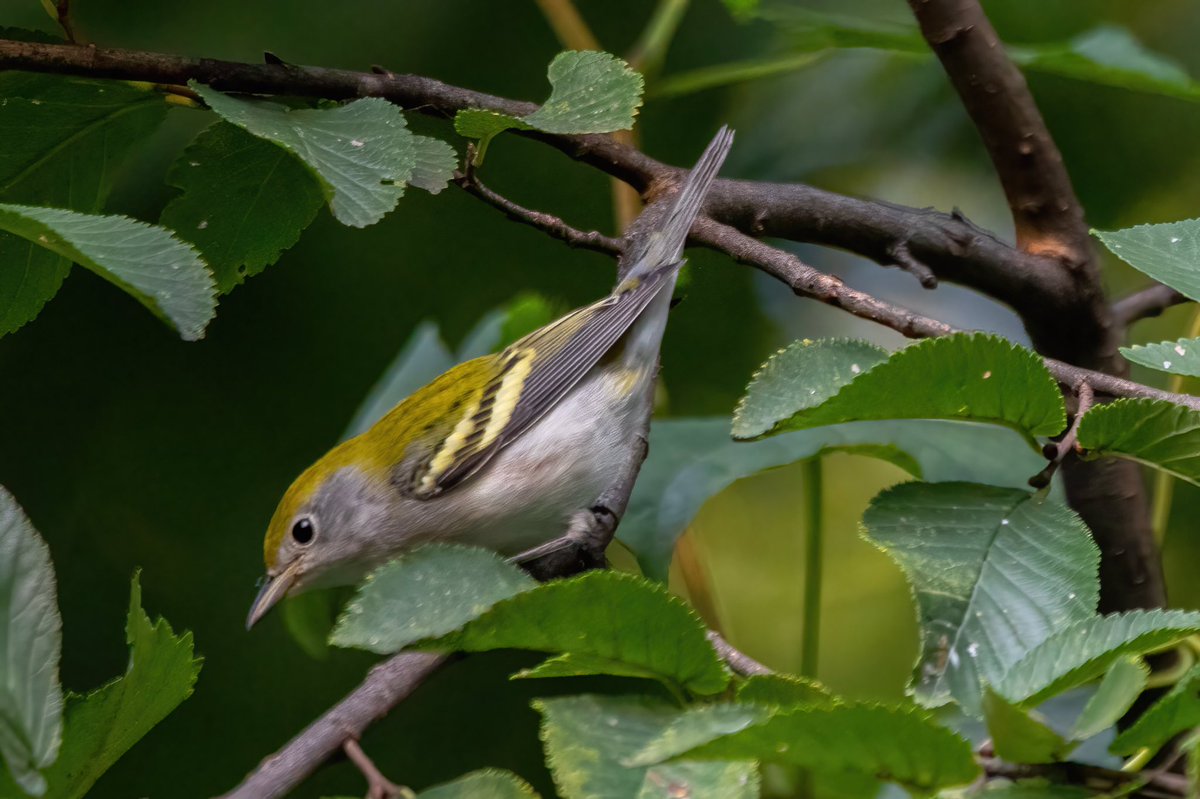 mitoGFP's tweet photo. Chestnut-sided warbler in fall and spring. Both observed with @BirdingBobNYC #birdcpp #BirdsSeenIn2022 #birdwatching #birding #BirdTwitter #urbanbirding #fallmigration @inaturalist #BirdsofNYC #fallmigrants #springmigrants #warbler #chestnutsidedwarbler https://t.co/MFPX83zY0F