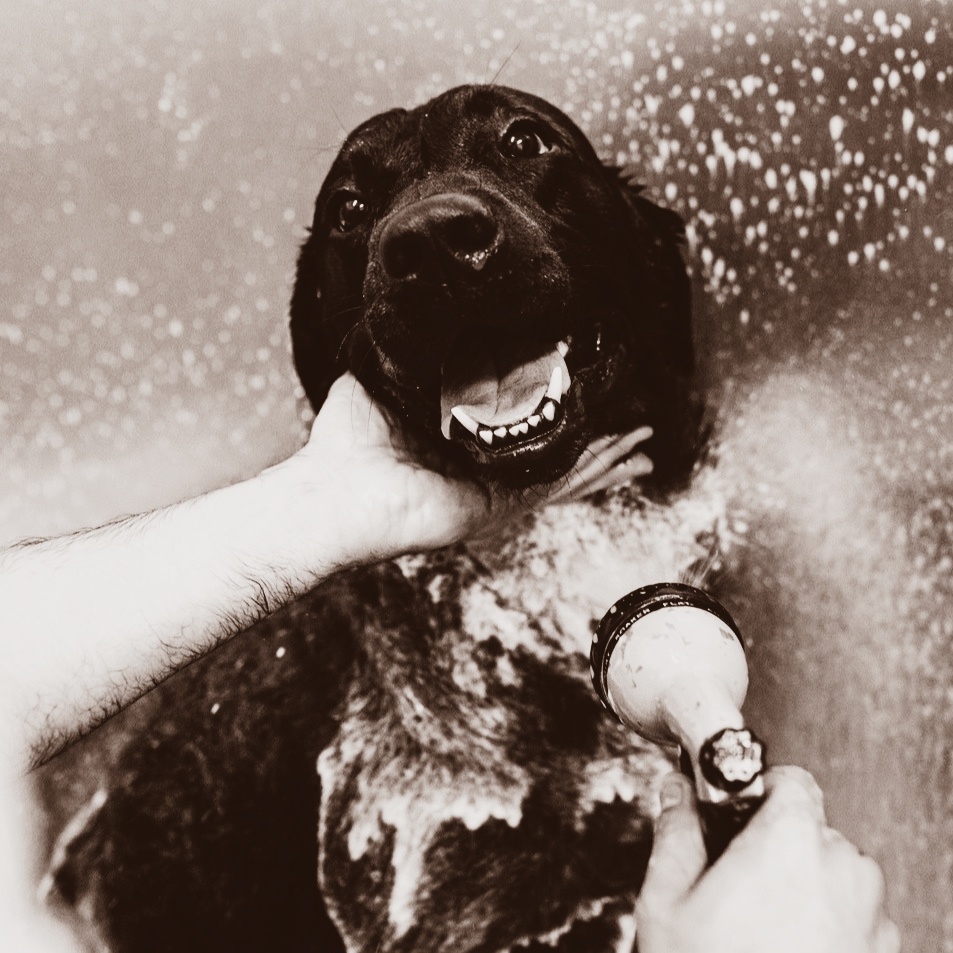 warriorwash1's tweet photo. Skip the wet mess of bathing your #FurBaby at home, and come use our Dog Wash. We supply everything you need!

https://t.co/fHfckHUUnv 

#CleanPup #DogBath #DogWash #SWVA https://t.co/LWT2QQ1ksO