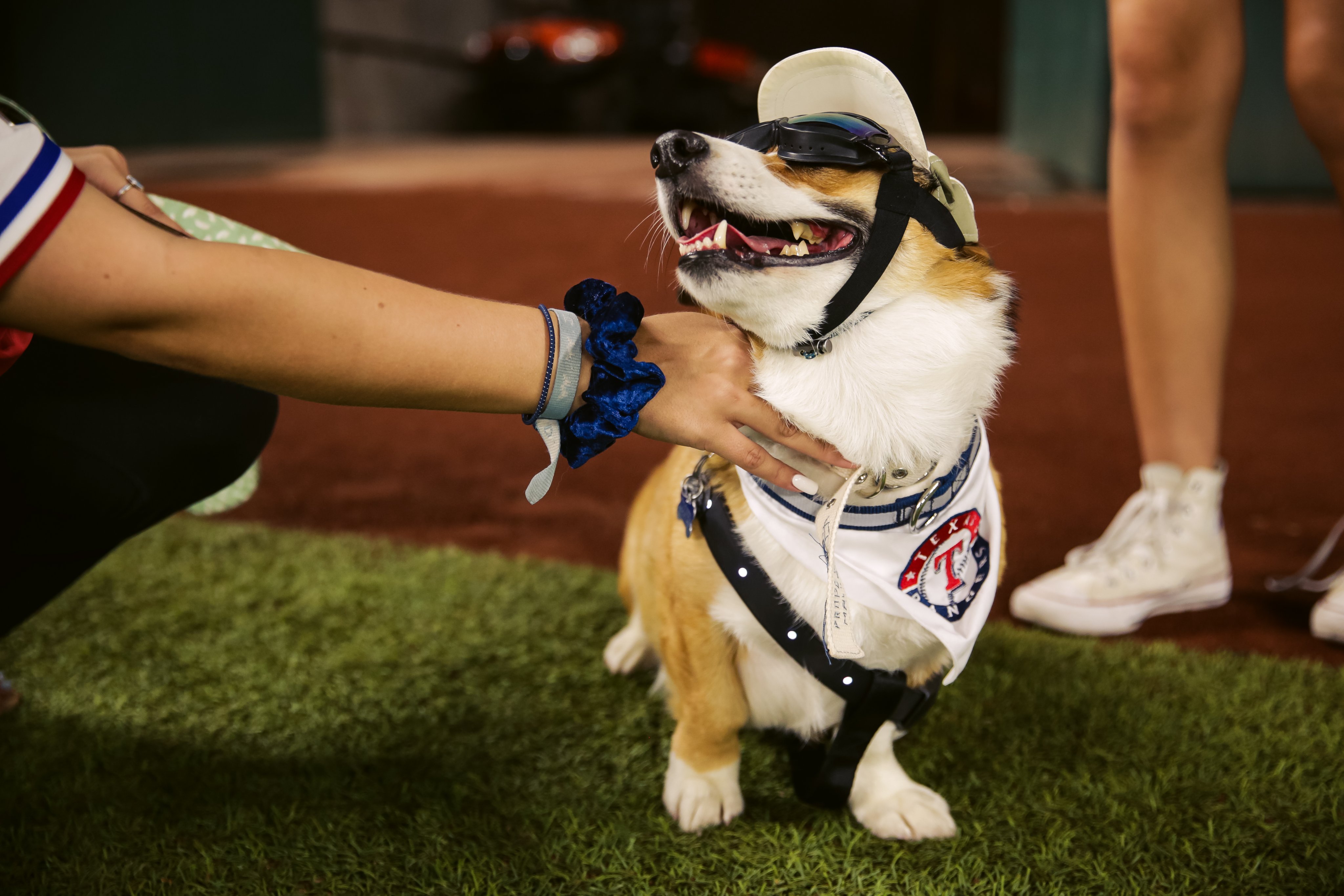 Texas Rangers on Twitter "Every day should be Bark at the Park day. ️