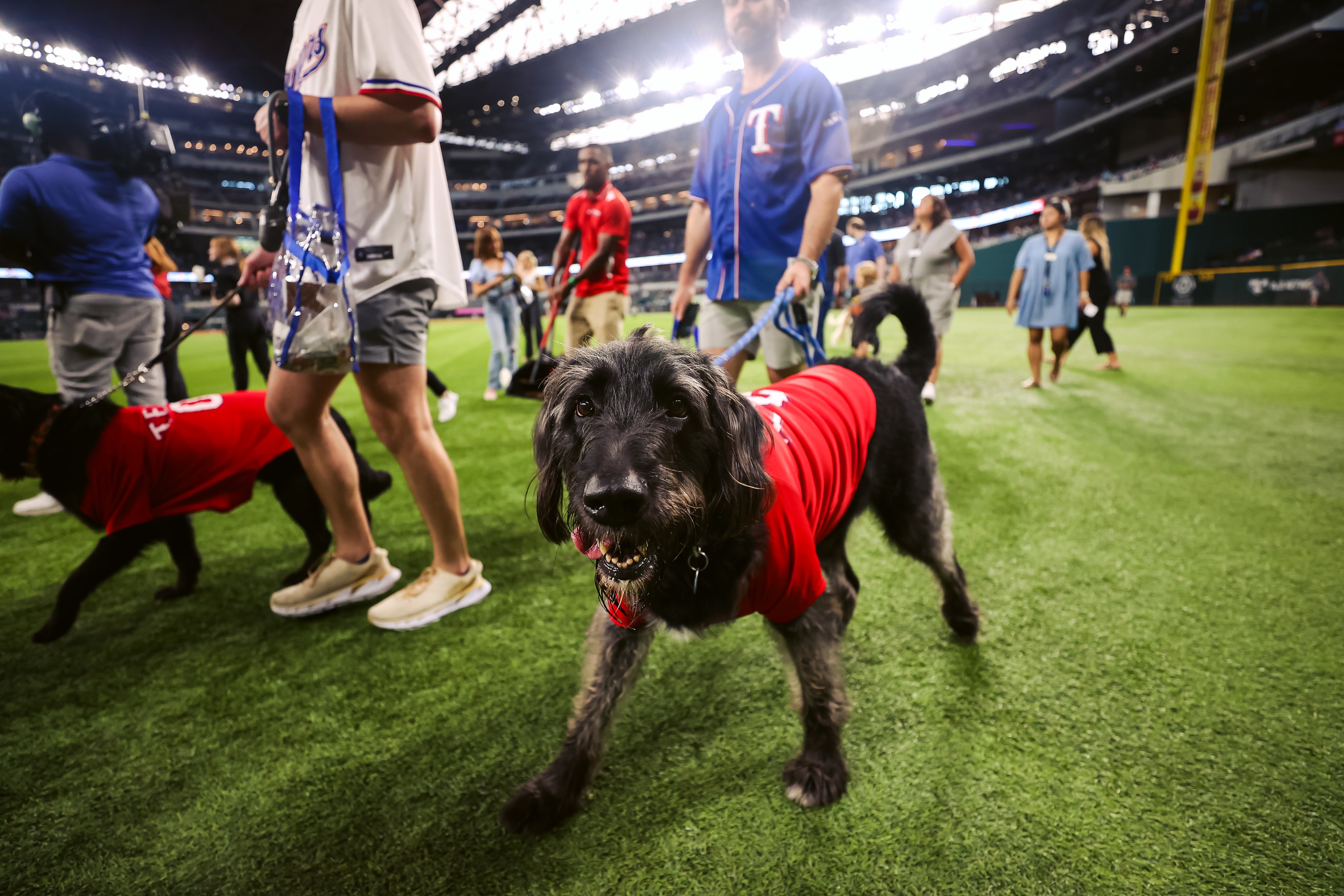 Texas Rangers on Twitter "Every day should be Bark at the Park day. ️