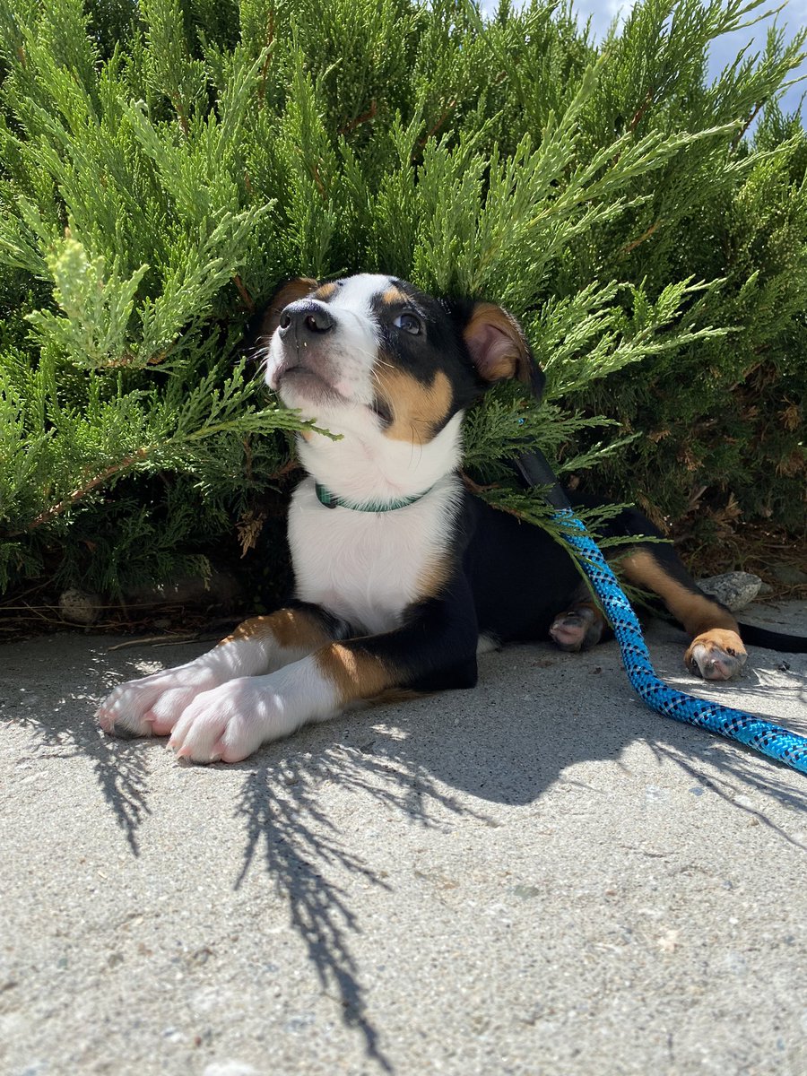 Yesterday was National Dog Day, it was only necessary we add someone else to our family 🐶🖤