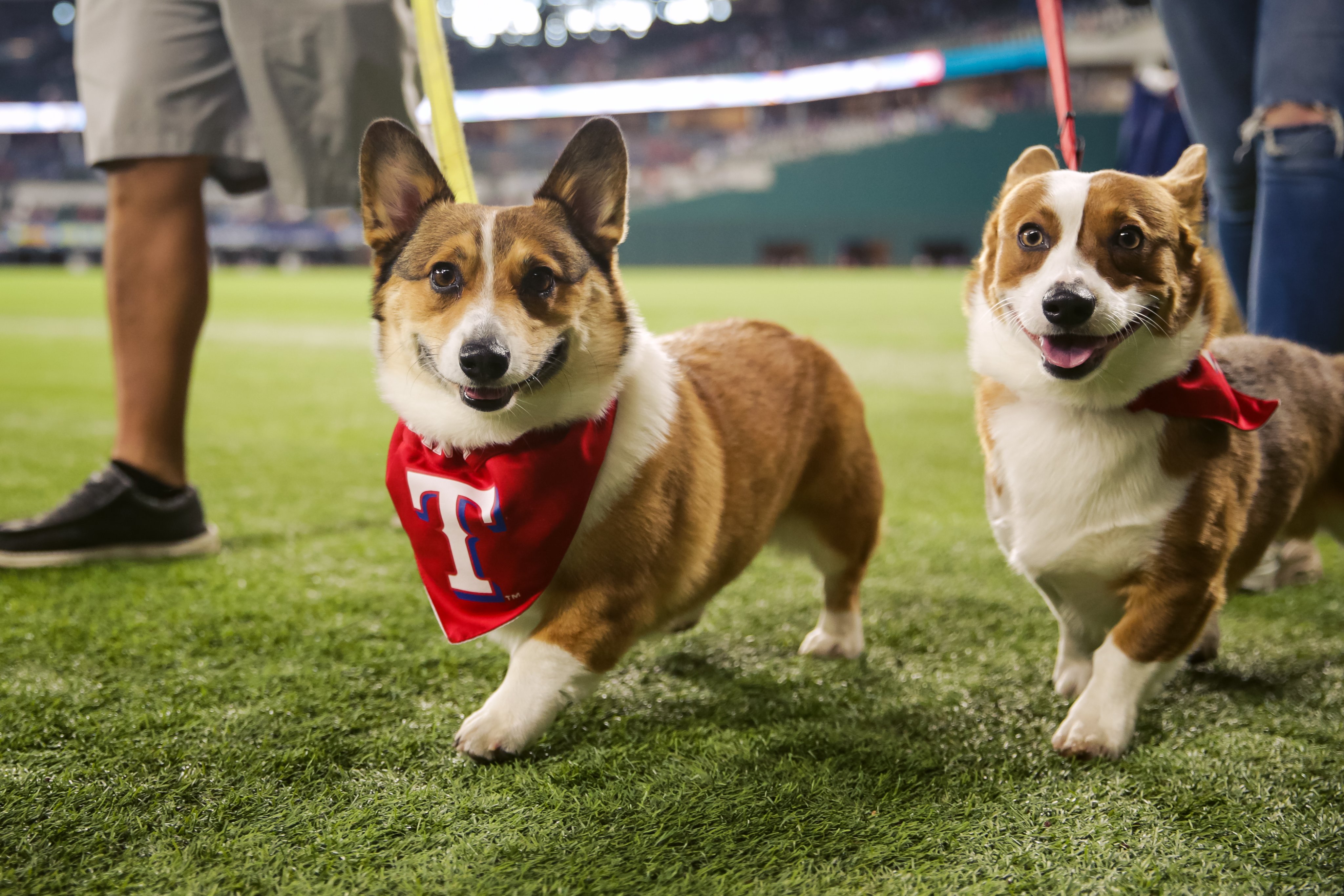 Texas Rangers on Twitter "Every day should be Bark at the Park day. ️