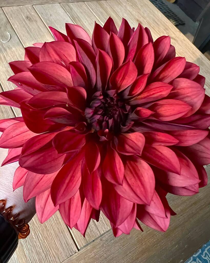 adrndack's tweet image. Some better photos of my unidentified (but lovely) dahlia. Anyone know her name? #dahliagrower #adirondackgarden #flowers #zone4b #mislabeledtuber #notnrownsugar instagr.am/p/Chx5cUZJ9wA/