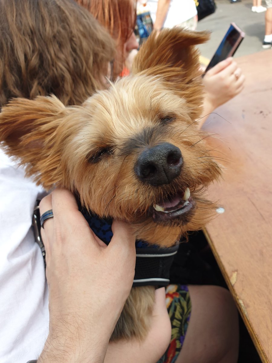TreorchyYorkie's tweet photo. I had some of Dad's burger at the #TreorchyFoodFestival today. 10/10: would eat with you again! #treorchy @LoveTreorchy #Yorkie #doggo #VisitTreorchy #YorkshireTerrier https://t.co/REkKKA33zw
