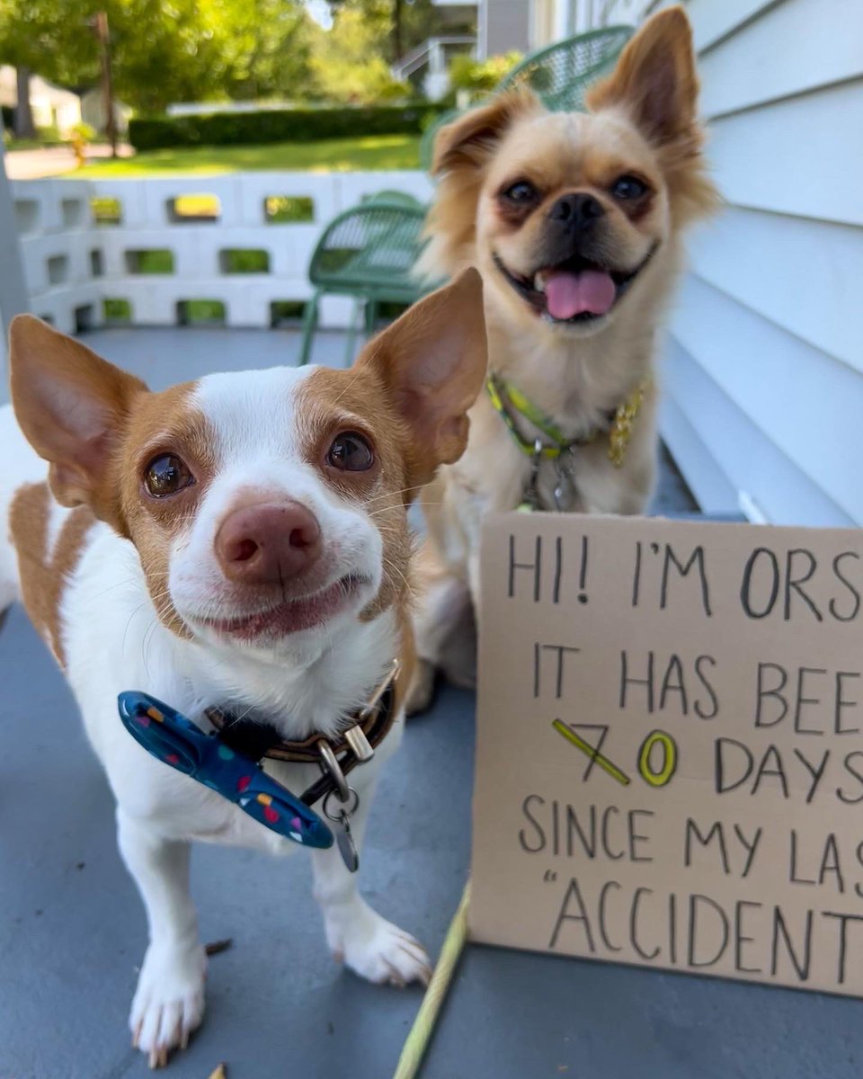 BarkyBo's tweet photo. Jaqweenie stole Orson’s bully stick. Orson did a rage pee to retaliate, but unfortunately that only punishes me.
#dogshaming #DogsOnTwitter #AdoptDontShop #SaturdayVibes #SaturdayMotivation https://t.co/zzdCw6Fugi