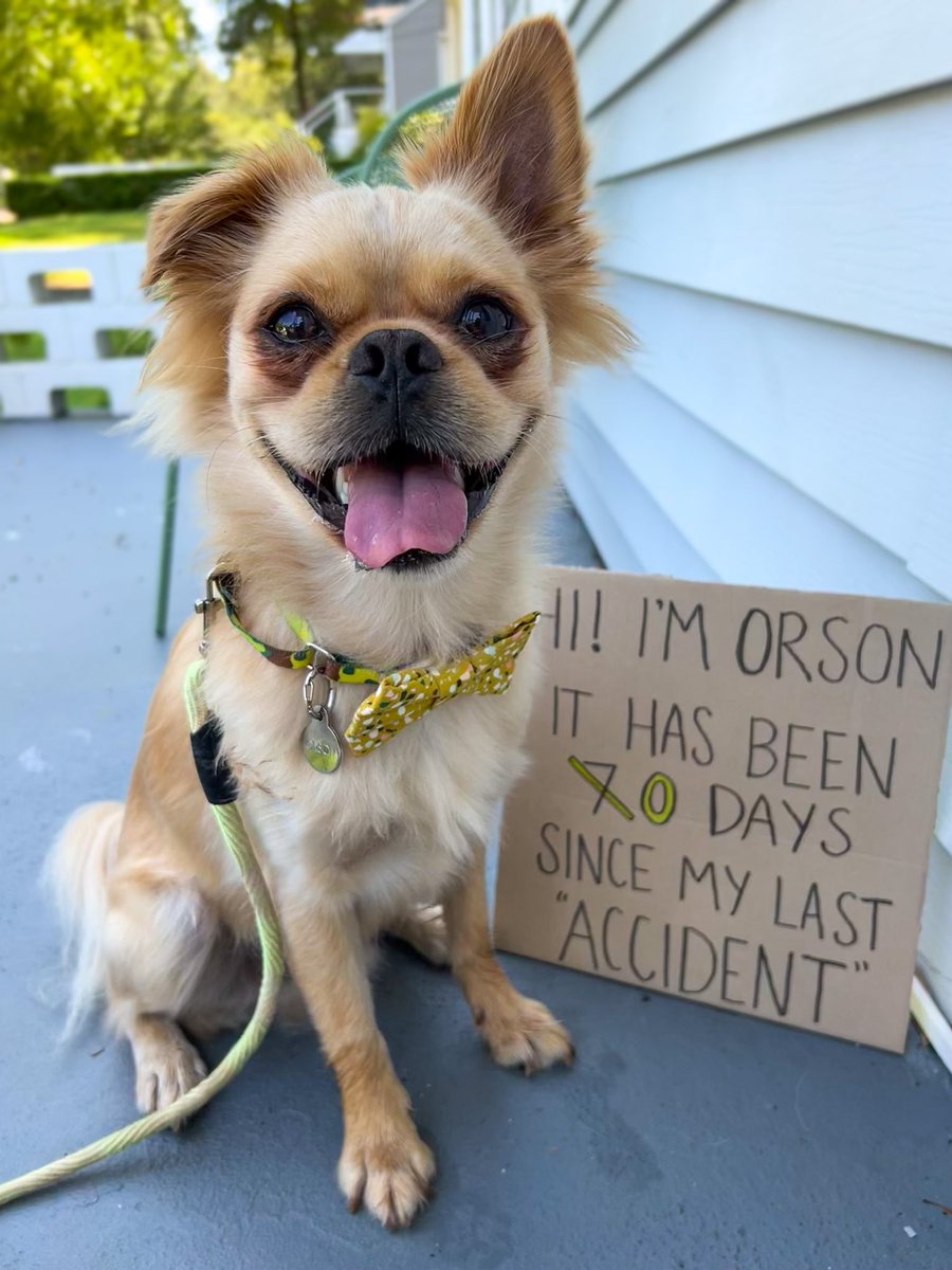 BarkyBo's tweet photo. Jaqweenie stole Orson’s bully stick. Orson did a rage pee to retaliate, but unfortunately that only punishes me.
#dogshaming #DogsOnTwitter #AdoptDontShop #SaturdayVibes #SaturdayMotivation https://t.co/zzdCw6Fugi