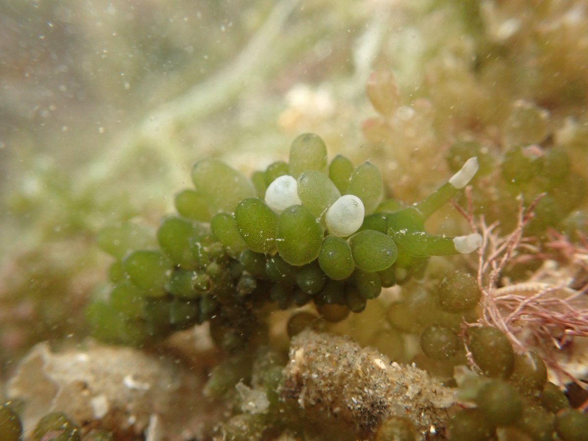 点のような目のぷよぷよした可愛い生き物がいるよ 海ブドウがないと生きていけないという生態 Togetter 点のような目のぷよぷよした可愛い生き物がいるよ 海ブドウがないと生きていけないという生態 Togetter