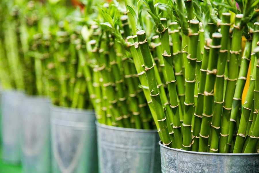 How to propagate Lucky Bamboo - sacred bamboo - money bamboo