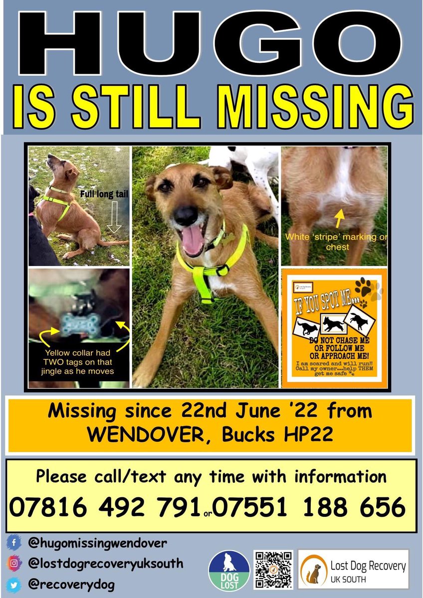 🙏🏻PLEASE KEEP RETWEETING FOR HUGO🙏🏻
Missing 22/6 in #Wendover #Bucks #UK 
Someone somewhere holds the key to finding him 🙏🏻…we just have to find that person 😩
@hugomissingwendover

@sar_dogs @DogsofTooting @HunnyJax @DogLostUK @FINDMISSINGDOGS @Harveysarmy1 @KarenFi51820768