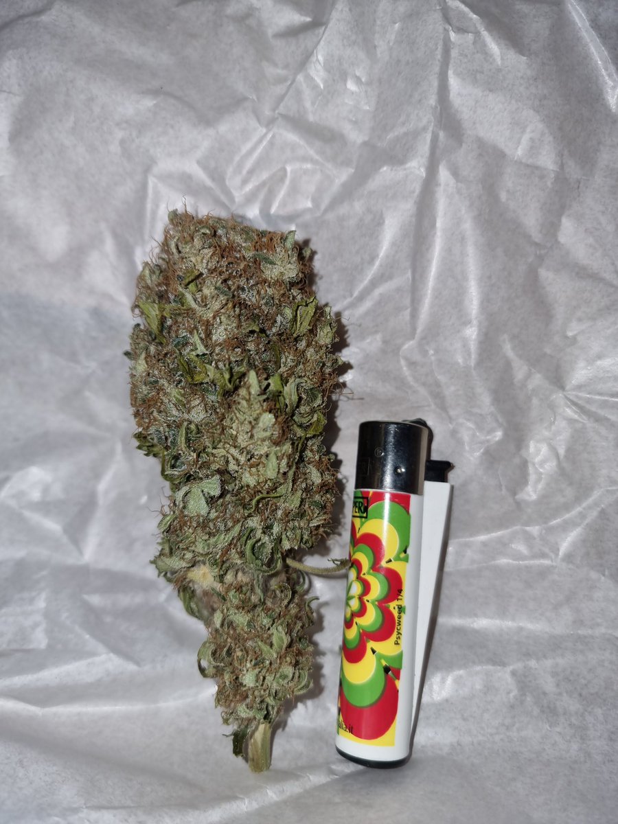 Chimera42o's tweet photo. Always makes me smile when the Nugget is Bigger than the clipper #killerpurps @BombSeeds https://t.co/jv38bslnjn