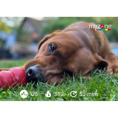 RachelYoung23's tweet photo. #TeamTrueSpirit #MYZONE #EffortRewarded @myzonemoves cheeky afternoon run celebrating Harvey’s Birthday. Great dog, and buddy, 2 today. 🎉 https://t.co/Oiy18dcS11