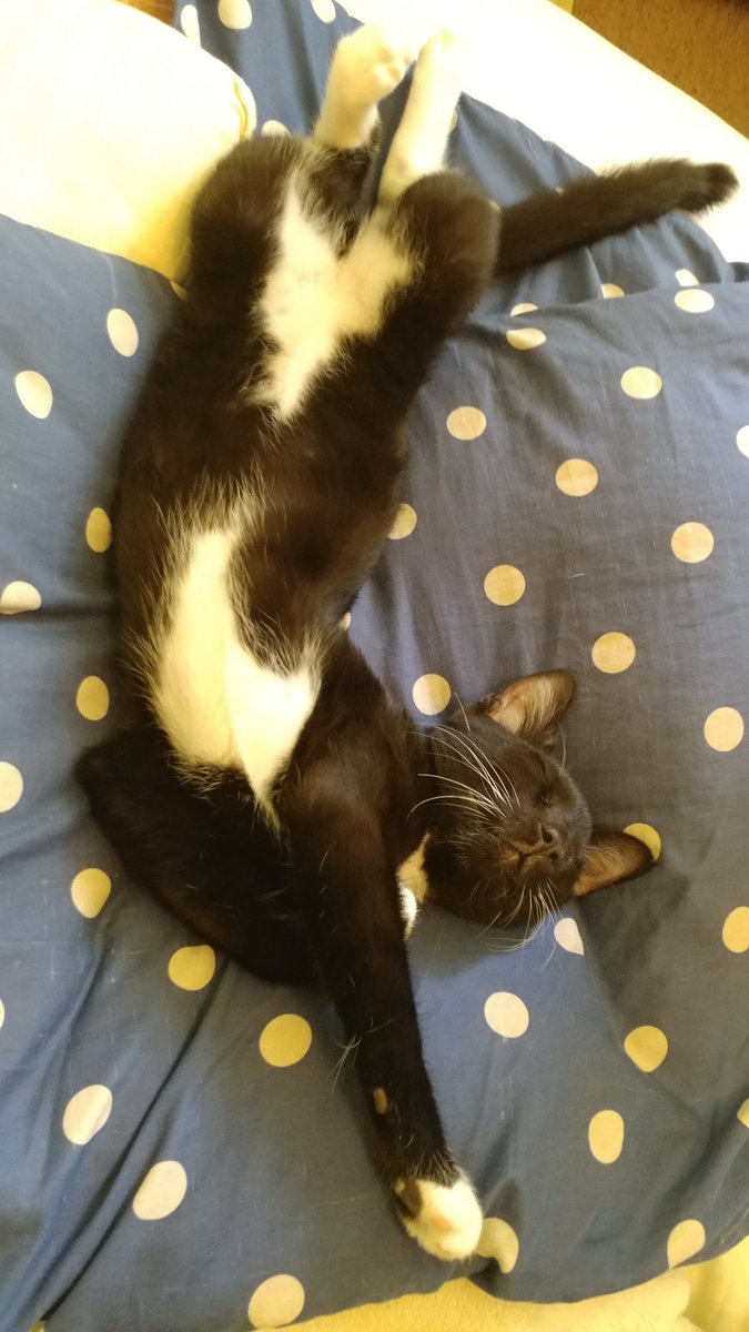 Low_VoltageMan's tweet photo. I wish I could sleep like Ripper does. #Caturday #KittensOfTwitter #CatsOnTwitter https://t.co/7kAXwlnDoW