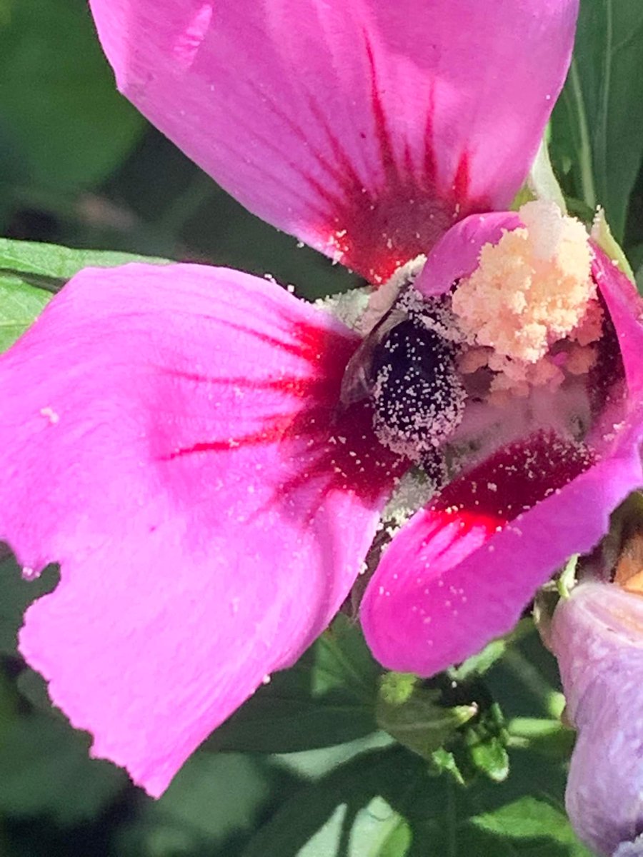 uncledrunky's tweet image. Just a little bee, doin work. #pollenbutt