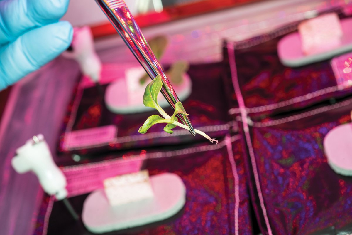 NASAScience_'s tweet photo. Space farming for the future! 👨‍🌾

Researchers and scientists are using the orbiting laboratory to grow plants, preparing us for interplanetary living! https://t.co/VeHyQym7RN https://t.co/8hINQsBNzY