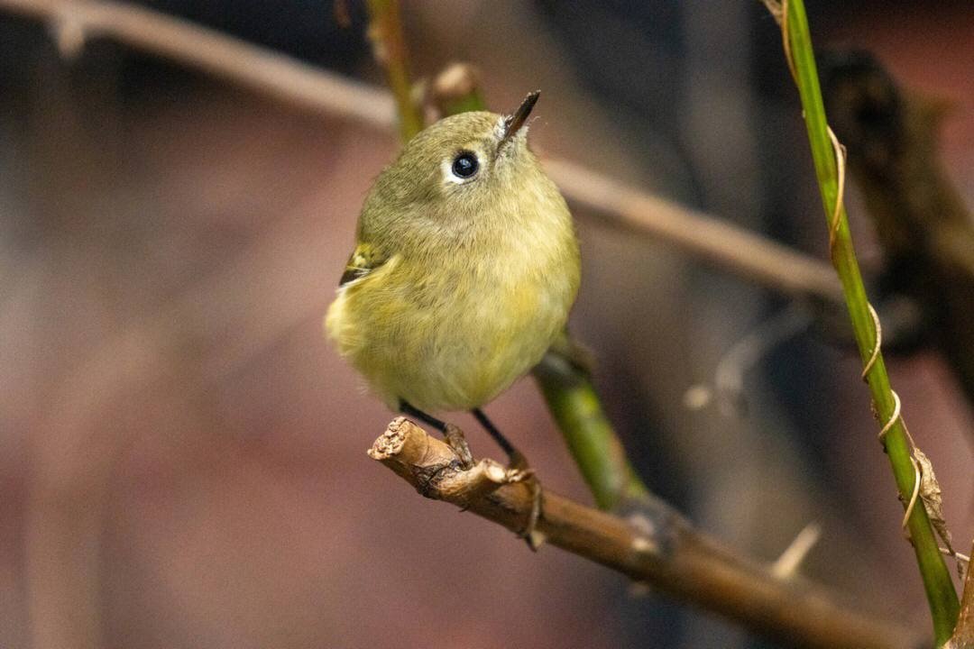 Mandy83041670's tweet photo. Red-crowned chrysanthemum Passing by during the migration season, I took a few very close shots，#birdphotography
#BirdTwitter
#smallbird
#photography
#birds
#birdwatching
#birding
#TwitterNatureCommunity 
#wildlifephotography 
#birdphotography
#wildlifephotography 
#birdcpp https://t.co/i9wEzBPPj7