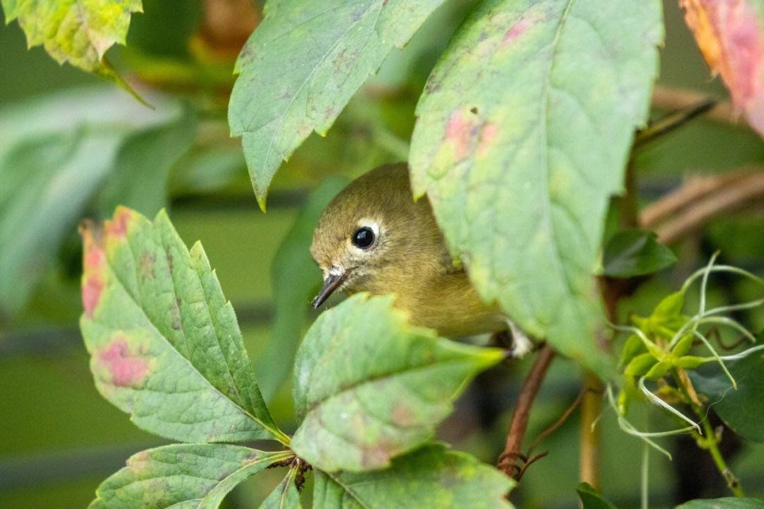 Mandy83041670's tweet photo. Red-crowned chrysanthemum Passing by during the migration season, I took a few very close shots，#birdphotography
#BirdTwitter
#smallbird
#photography
#birds
#birdwatching
#birding
#TwitterNatureCommunity 
#wildlifephotography 
#birdphotography
#wildlifephotography 
#birdcpp https://t.co/i9wEzBPPj7