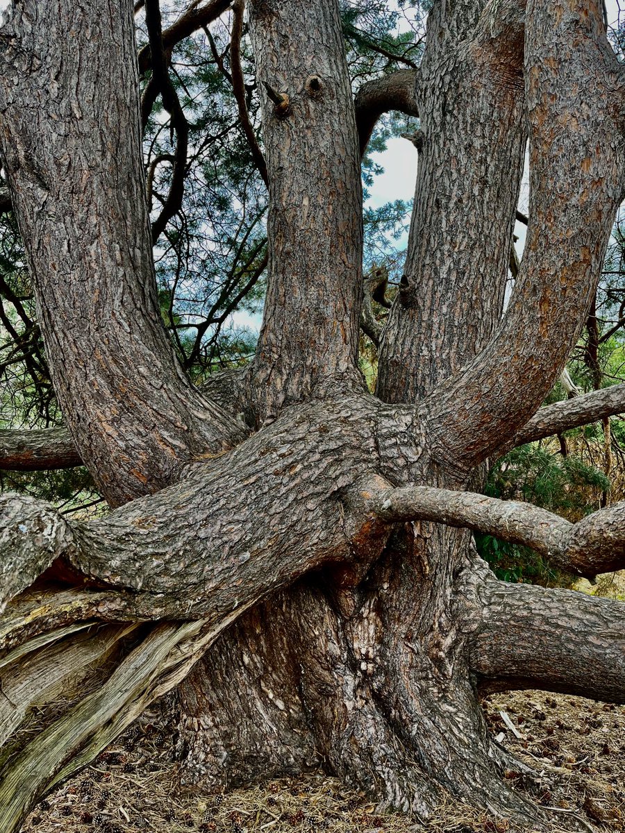 mathilebrandts's tweet photo. One pine https://t.co/x8JnNFzpoF