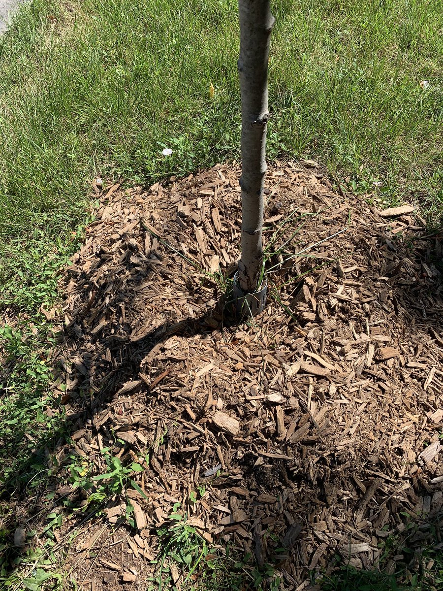 Come on <a href="/TOtrees/">TREES TO PLEASE</a>  How hard is it to mulch a tree properly? Recent mulching of park &amp; street trees done incorrectly. Contractors mistake is no excuse. Bad example 4 public. Damaging to trees and  a waste of time &amp; resources. Do mulching specs exist? <a href="/TorontoAuditor/">Auditor General TO</a> <a href="/OUFC_Canada/">Ontario Urban Forest Council</a>