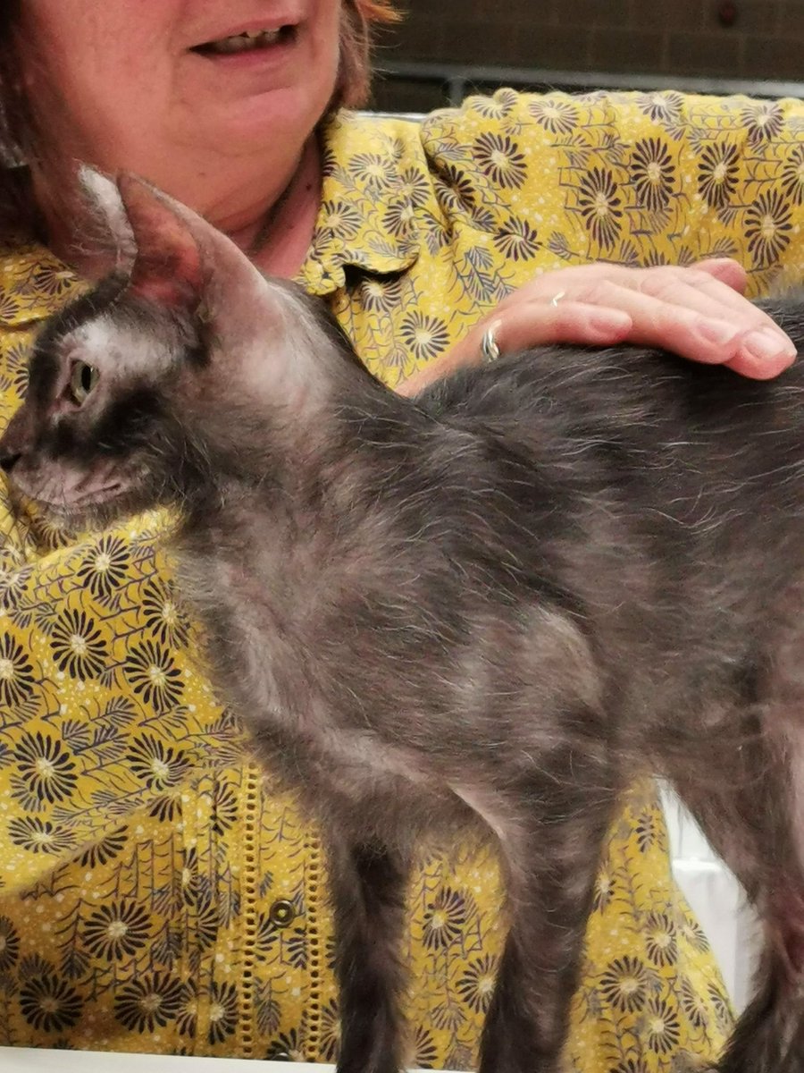 stroodsue's tweet image. What a FANTASTIC day out I had visiting the show today! Many many photos taken! My favourites were....all of them! Lykoi wicked! Sphynx wonderful! My oh my the Bengals! Wowzer #lcwwmaidstone #catsgalore #catsshow #bengals #Sphynx #lykoi