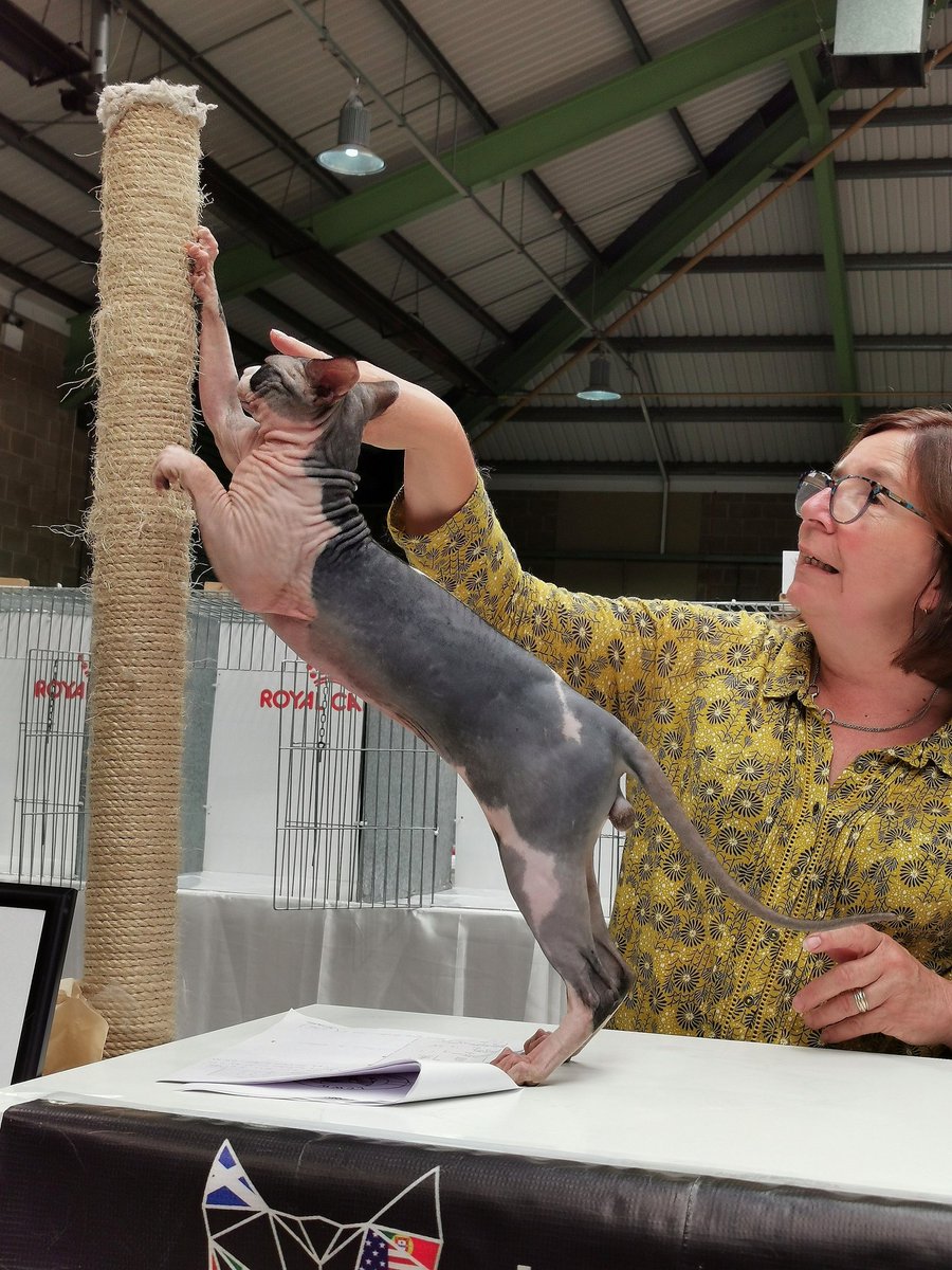 stroodsue's tweet image. What a FANTASTIC day out I had visiting the show today! Many many photos taken! My favourites were....all of them! Lykoi wicked! Sphynx wonderful! My oh my the Bengals! Wowzer #lcwwmaidstone #catsgalore #catsshow #bengals #Sphynx #lykoi