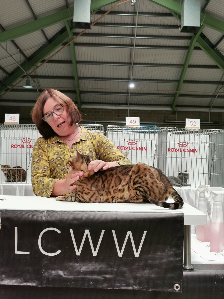 stroodsue's tweet image. What a FANTASTIC day out I had visiting the show today! Many many photos taken! My favourites were....all of them! Lykoi wicked! Sphynx wonderful! My oh my the Bengals! Wowzer #lcwwmaidstone #catsgalore #catsshow #bengals #Sphynx #lykoi