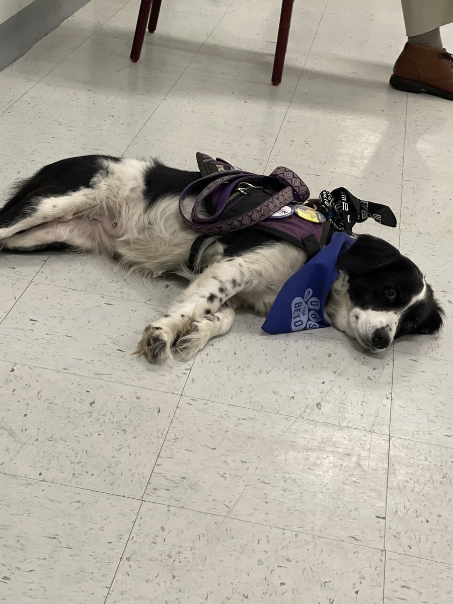 KendallScudder's tweet photo. SPOTTED: Today in Jacksonville, I spotted this little buddy who is exhausted from working for @BetoORourke. #dogsforbeto #BetoForABetterTexas https://t.co/dBJdJ49gyG