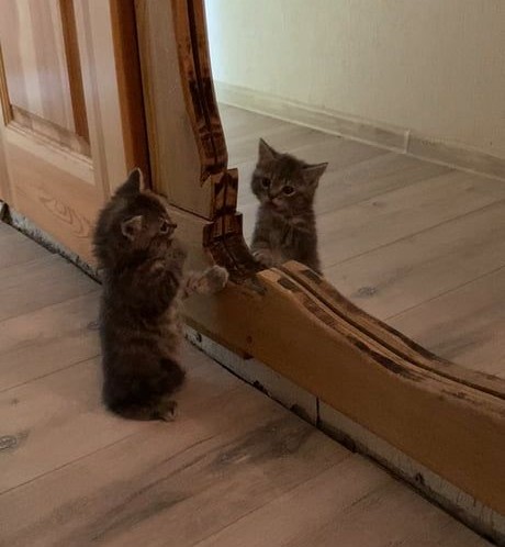 kittywyldchyld's tweet photo. Use a mirror in difficult times.
You will see both cause and resolution.
- Deng Ming Dao
#caturday #DengMingDao #quotes #QOTD #twitterkittens #instaKittens #reflectionquotes #mirrorquotes #causeandresolution #youarethesource #theanswer #cats #ilovekittens #mirrorcats https://t.co/0PrP3JirH6