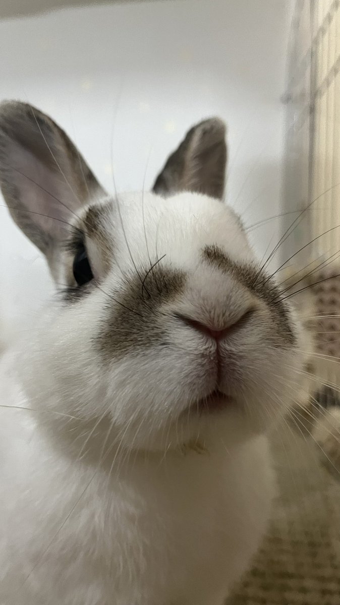 🐰マックス◢ ◤ tweet media