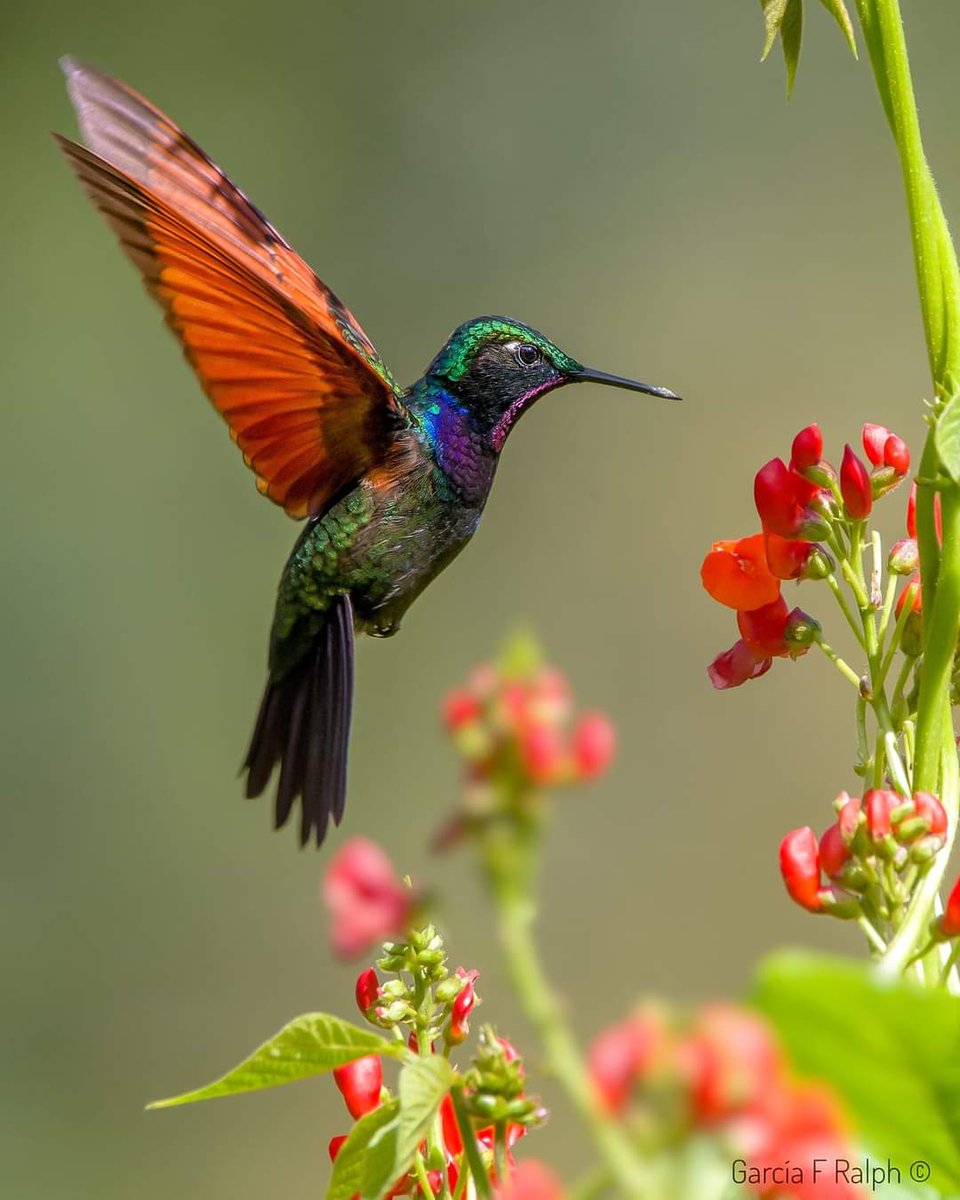 Mi Pequeño Colibrí II🌾🌻🌾🌻 tweet media
