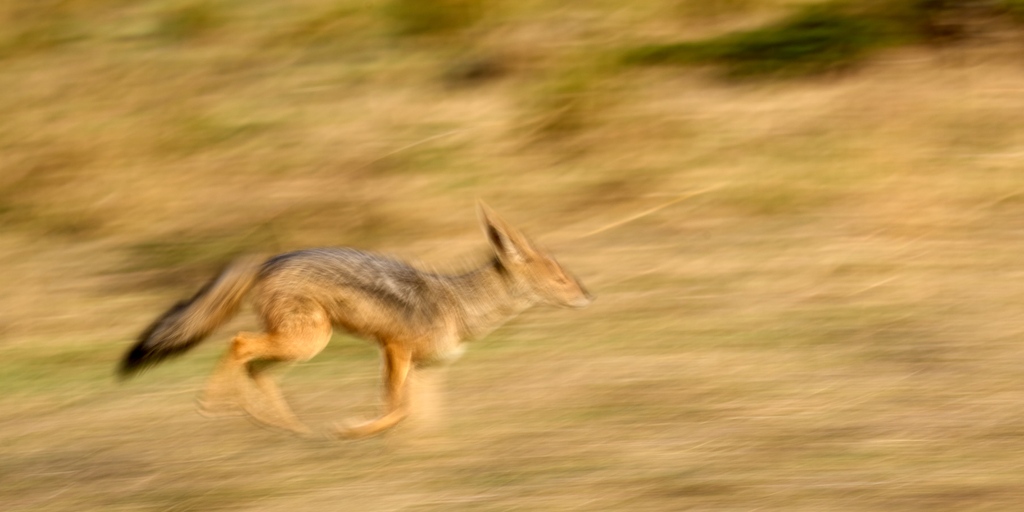 Do you have  a cool shot of a black-backed jackal?
then you could still get it published in our e-magazine next week - PT Aware. Upload immediately to our Pawstrails.com website:
pawstrails.com/register