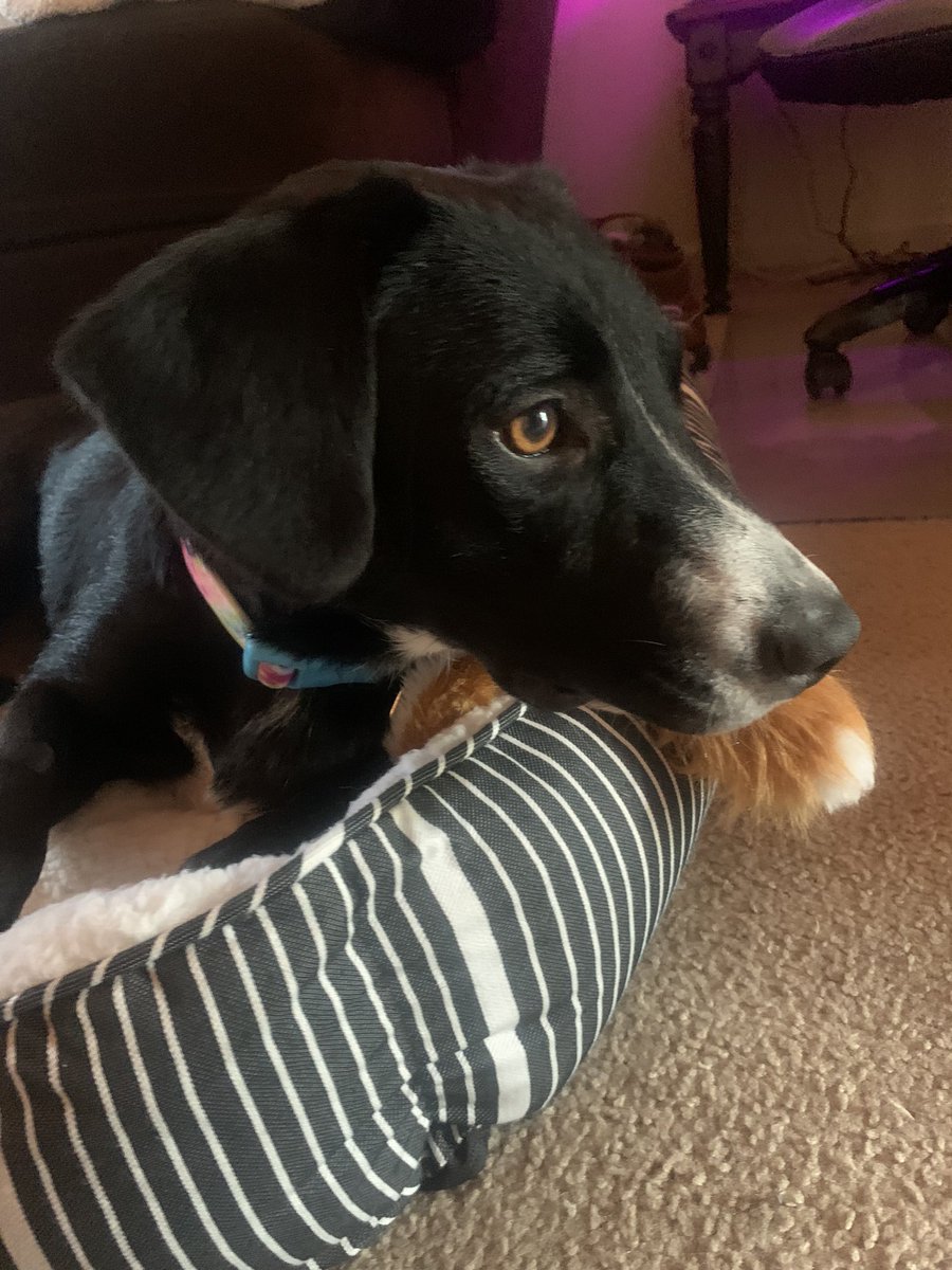 denisereul's tweet photo. We finally got a dog and she’s so perfect I could cry 😭😭😭 welcome home, Penguin! 🥰 https://t.co/o90TKHOxdx